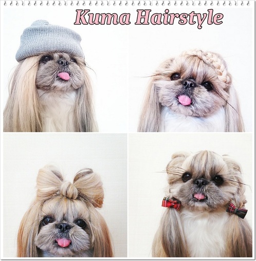 อย่าดู... ถ้าคุณไม่อยากตกเป็นทาสความน่ารักของ Kuma Special Hair style